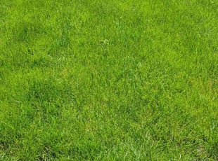 Patti B.'s grass cutting service result