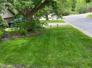kathy H.'s grass maintenance service result