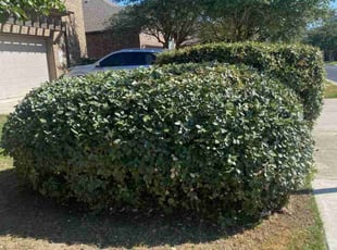 Kristin M.'s Bush Trimming service result