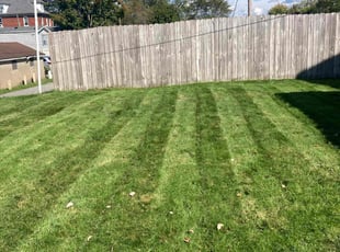 Richard C.'s grass maintenance service result
