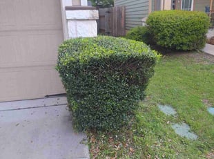 Kyle K.'s Bush Trimming service result