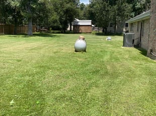 Michael P.'s turf maintenance service result