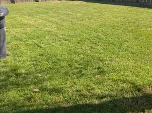 Lauren C.'s turf care service result