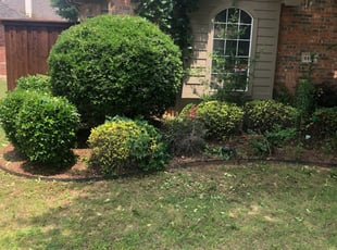 Martha H.'s Bush Trimming service result