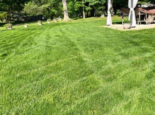 Kimian G.'s lawn care service result