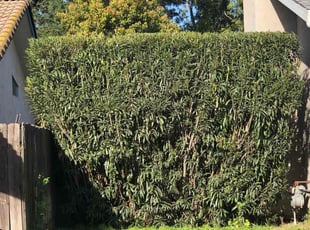 Jennifer M.'s Bush Trimming service result