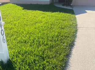 David H.'s turf maintenance service result