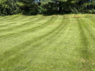 Liliana R.'s grass maintenance service result