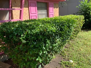 Extescy W.'s Bush Trimming service result
