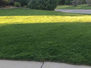 Gina H.'s lawn maintenance service result