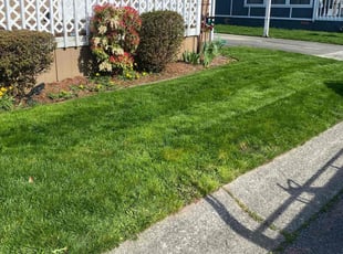 Dena C.'s turf care service result