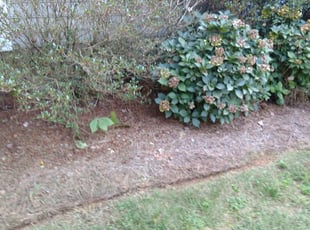 Charles T.'s Flower Bed Weeding service result