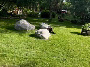 Adam M.'s grass cutting service result