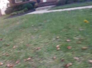 Laurie F.'s Bush Trimming service result