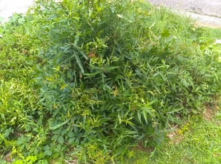 Debbie G.'s Bush Trimming service result