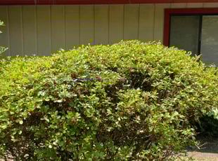 Sayan B.'s Bush Trimming service result