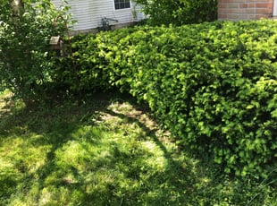 Gladys B.'s Bush Trimming service result