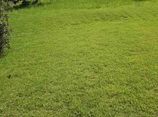 Eylul O.'s landscape maintenance service result