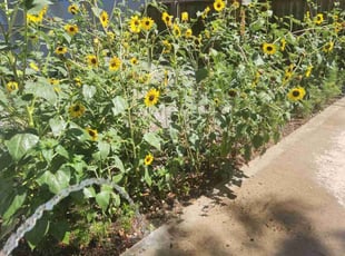 Darius J.'s Other service result