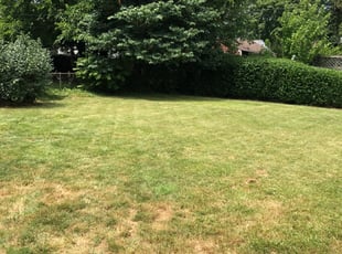 Anthony E.'s Bush Trimming service result