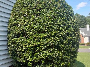 Judith H.'s Bush Trimming service result