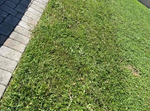 Jilin T.'s turf care service result