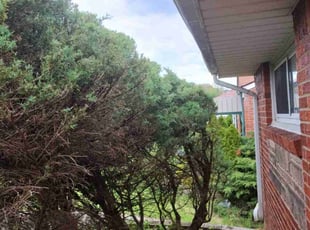 Tyler S.'s Bush Trimming service result