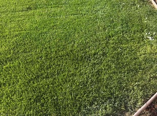 Odes M.'s lawn care service result
