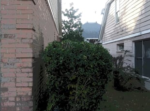 Chelsea D.'s Bush Trimming service result