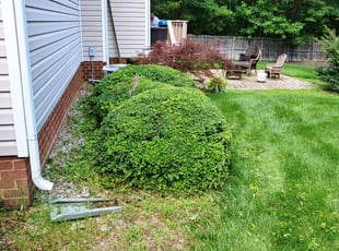 Mallory B.'s Bush Trimming service result