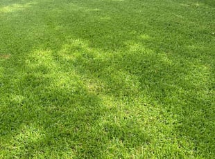 Sofia M.'s lawn care services service result