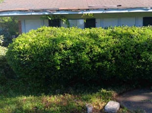 Bruce W.'s Bush Trimming service result