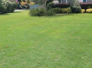 Juanie C.'s lawn care service result
