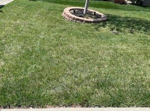 Leslie H.'s grass cutting service result