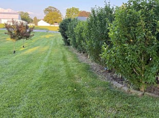 Johnnie G.'s turf maintenance service result