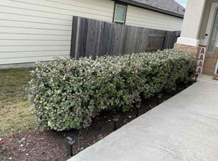 Cher N.'s Bush Trimming service result