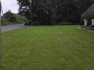 Angela M.'s grass cutting service result