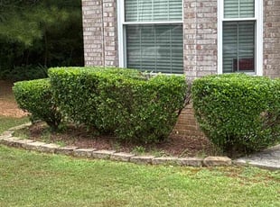 Jessi B.'s Bush Trimming service result