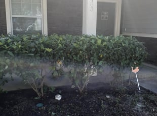 Valerie S.'s Bush Trimming service result
