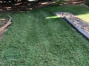 Shevette S.'s turf care service result