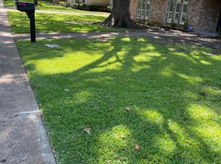 Desean T.'s grass cutting service result