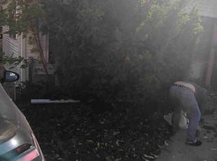 Leslie J.'s Bush Trimming service result