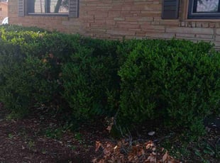 Amber D.'s Bush Trimming service result