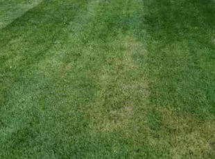 Prasad D.'s grass cutting service result