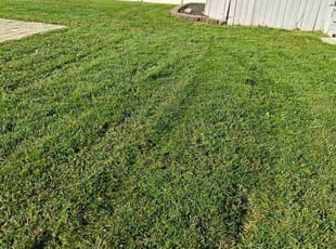 Teresa H.'s grass maintenance service result