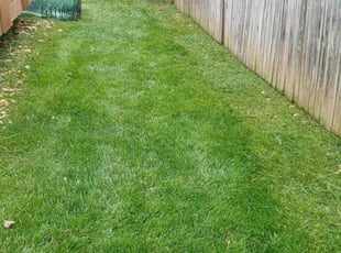Kevin S.'s lawn care service result