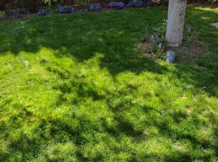 Melissa Z.'s grass maintenance service result