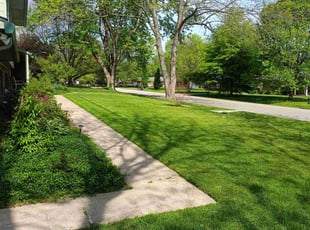 Joe A.'s turf care service result