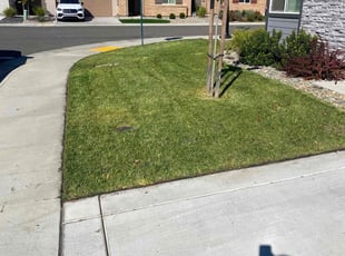 Marcin P.'s grass maintenance service result