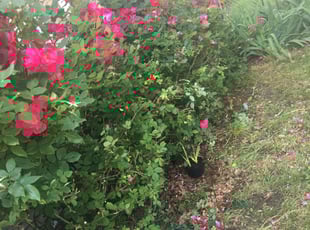 Houston T.'s Bush Trimming service result